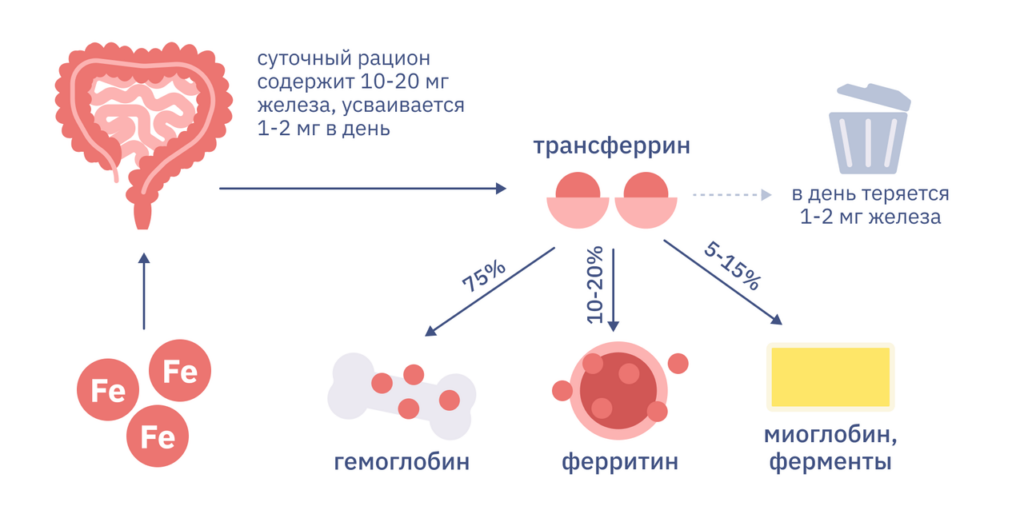 Ферритин