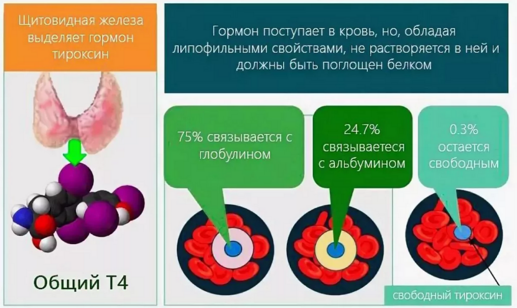 Т3 свободный