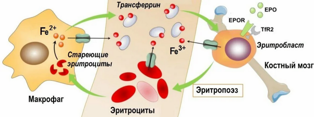 Коэффициент насыщения трансферрина железом (НТЖ)