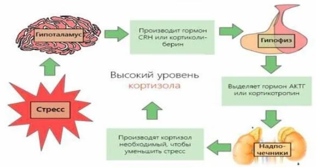 Кортизол